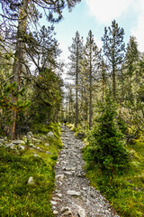 Ofenpass, Wanderweg, Saumpfad, Champl&ouml;nch, Alp Champl&ouml;nch, Moor, Nadelwald, Bergf&ouml;hre, Fichte, L&auml;rche, Nationalpark, Schweizer Berge, Alpen, Graub&uuml;nden, Herbst, Herbstfarben, Schweiz