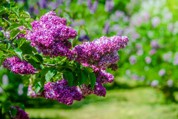Pink lilac blooms in the Botanical garden
