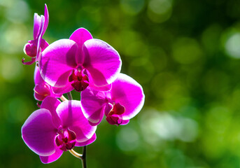 Fototapeta premium Purple Orchid branch on green natural background 