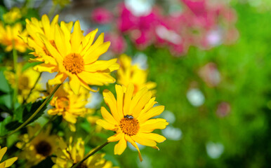 Yellow daisies grow in the meadow in summer