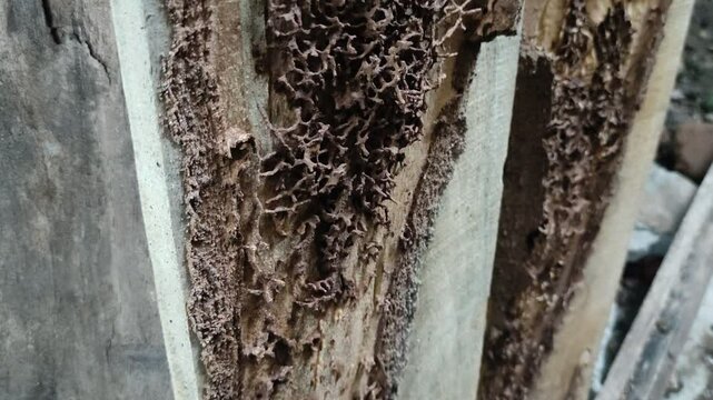 The object is a termite and its nest in rotten wood