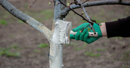 a man whitewashes trees in the garden in spring. Selective focus