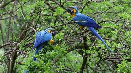 The Blue-and-yellow Macaw, Ara ararauna also known as the blue-and-gold macaw, is a large South American parrot with mostly blue top parts and light orange underparts