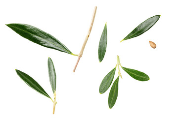green olives leaves isolated on white background. clipping path
