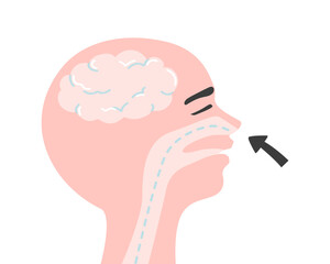 Side view of human head and brain while do breathing.