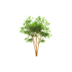 A large tree with a bamboo-like trunk and green leaves on a white background.