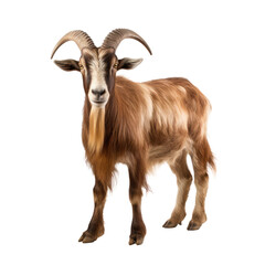 cute goat isolated on white
