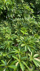 A tree with green leaves and a brown trunk