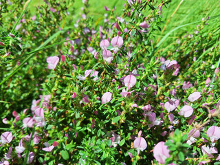 Ononis spinosa bushes with pink flowers bloom in a grassy field in summer.