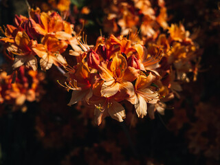 Orange flowers in the garden