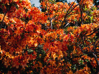 Orange flowers in the garden