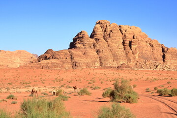 Fototapeta premium Camels in a Wadi Rum desert, Jordan