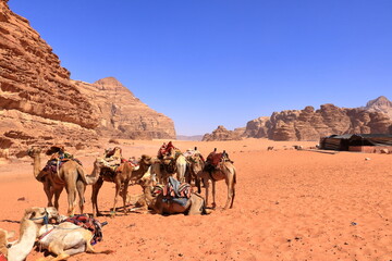 Camels in a Wadi Rum desert, Jordan