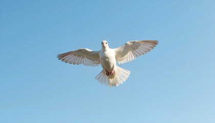 Fototapeta premium Peace dove flying freely in the clear blue sky