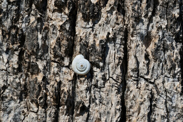 Snail shell on the bark of a tree in the forest. Natural background.