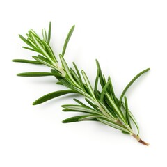 Fototapeta premium Fresh rosemary herb sprig isolated
