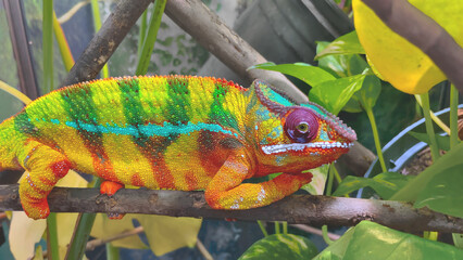 Colorful chameleon perched on tree branch under low light in shade, wildlife background scene, reptile living in natural environment ecosystem © Mason