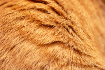 A closeup of a dogs soft fur with a blurred background