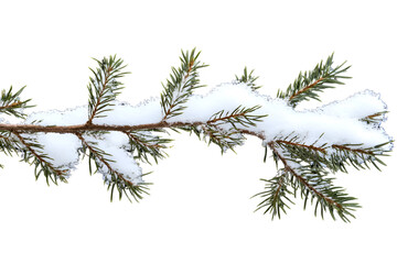 branches of a pine