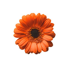 a gerbera isolated on transparent background, top view