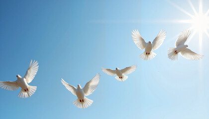 Fototapeta premium White doves flying in a clear blue sky with sunlight 