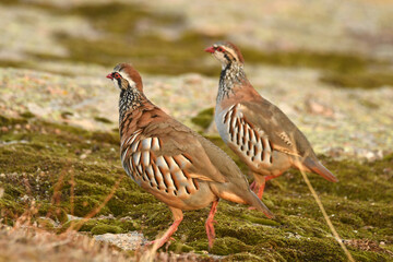 perdiz roja der campo en otoño