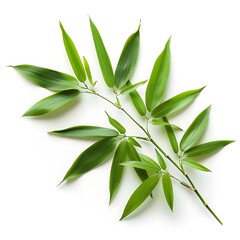 Bamboo leaves on white background