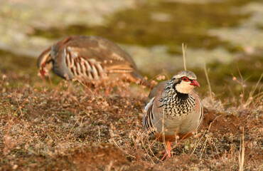 perdiz roja der campo en otoño