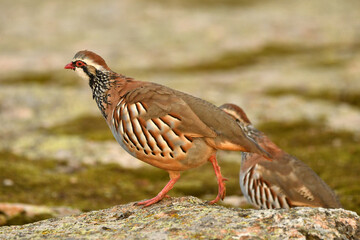 perdiz roja der campo en otoño