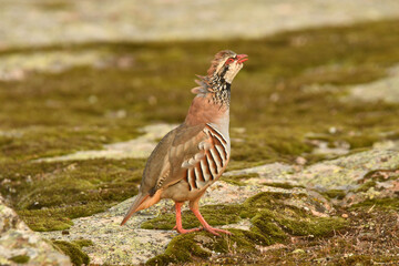 perdiz roja der campo en otoño