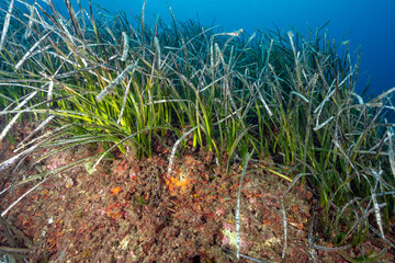 Neptun seagrass meadow, Posidonia oceanica, growing over rocks, Bastia Corsica, France.