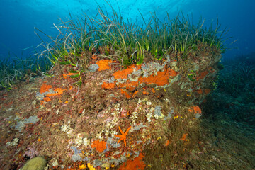 Neptune seagrass, Posidonia oceanica on top of  coralligenous habitat, Bastia Corsica France.