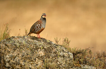 perdiz roja der campo en otoño