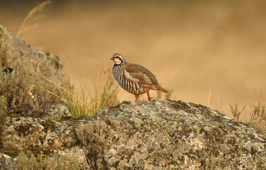 perdiz roja der campo en otoño