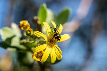 Vibrant yellow flower with a blister beetle on it, set against a blurred natural background.