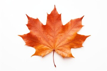 Obraz premium Maple leaf plant tree.