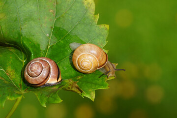 Two different grove snails, brown-lipped snails (Cepaea nemoralis) without and with dark bands. On a grape leaf. Family Helicidae. Dutch garden, autumn, October