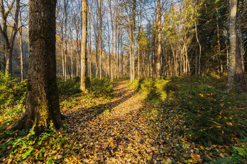 Autumn forest during leaf fall in Latvia near the Gauja River.
