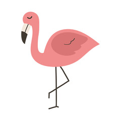 Beautiful flamingo illustration