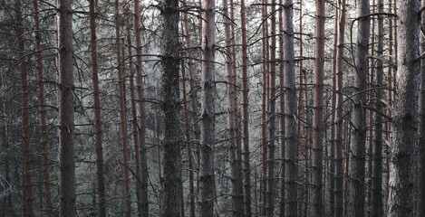 Moody black and white forest photography, dense pine tree trunks creating vertical pattern, atmospheric nature