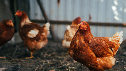 Brown hen wandering in a sunny farmyard among other chickens on a warm afternoon