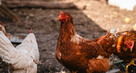 A close-up of a brown hen observing its surroundings in a garden during a sunny afternoon in the countryside