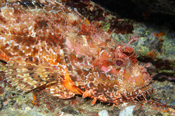 Scorpionfish, Scorpaena scrofa, Bastia Corsica France