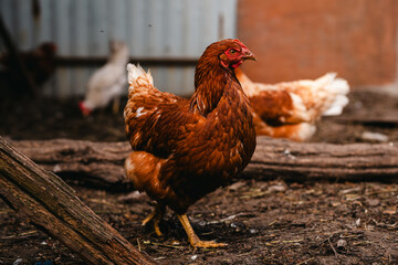 Brown hen wandering in a sunny farmyard among other chickens on a warm afternoon