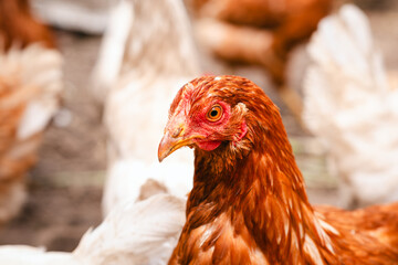 Brown hen wandering in a sunny farmyard among other chickens on a warm afternoon