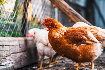 Brown hen wandering in a sunny farmyard among other chickens on a warm afternoon