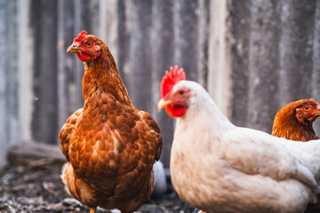 Brown hen wandering in a sunny farmyard among other chickens on a warm afternoon