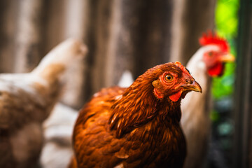 Brown hen wandering in a sunny farmyard among other chickens on a warm afternoon