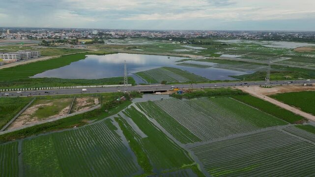 Water mimosa farm Neptunia plena vegetable in Southeast Asia Cambodia, aerial