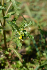 Common groundsel flower